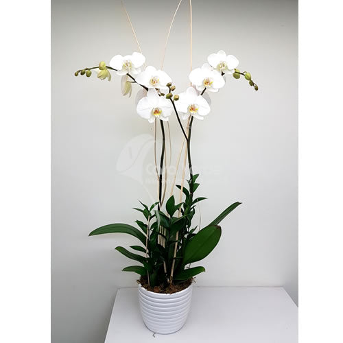 Arreglo floral Amy de Casa Verde Arte en Flores Casa Verde Arte en Flores CVA00955