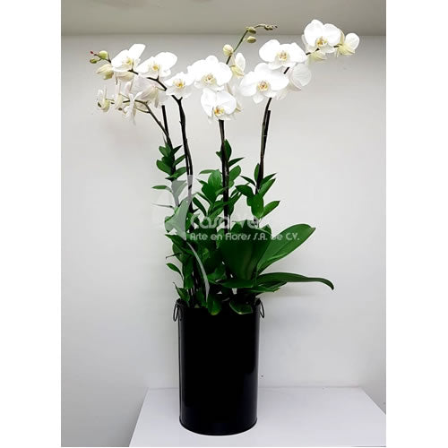 Arreglo floral Vea de Casa Verde Arte en Flores Casa Verde Arte en Flores CVA01029