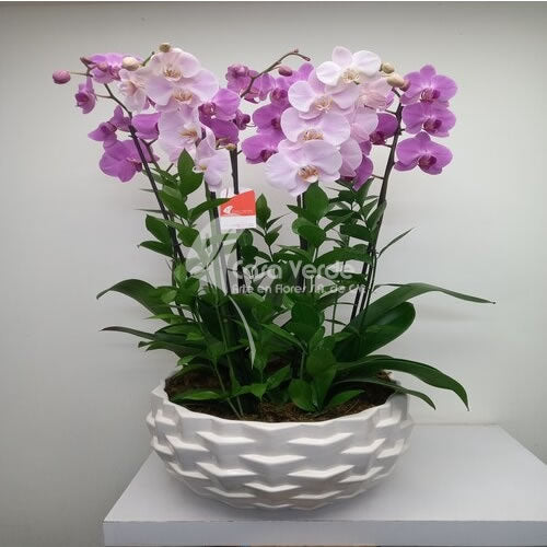 Arreglo floral Maya  de Casa Verde Arte en Flores Casa Verde Arte en Flores CVA01201