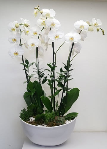 Arreglo floral Orquideas 4 de Casa Verde Arte en Flores Casa Verde Arte en Flores CVA01210